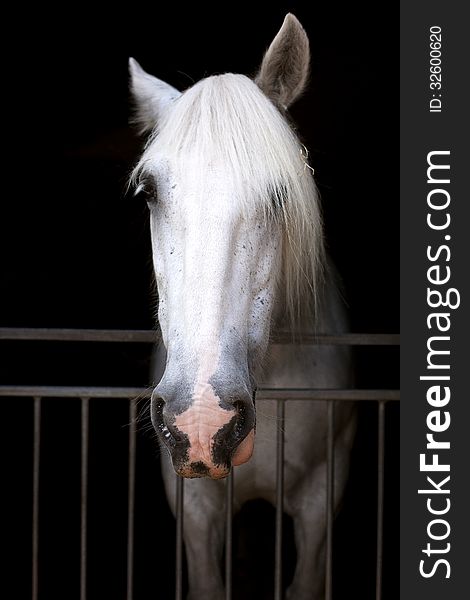 Beautiful white horse, standing, vertical portrait