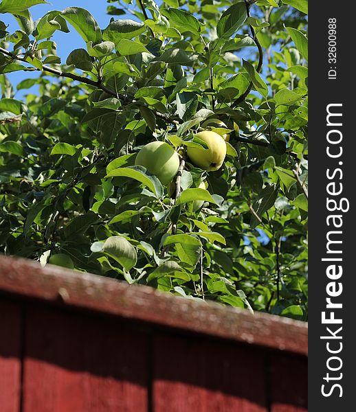 Green apples growing behind wooden red garden fence. Green apples growing behind wooden red garden fence