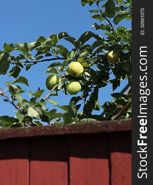 Green apples growing behind wooden red garden fence. Green apples growing behind wooden red garden fence