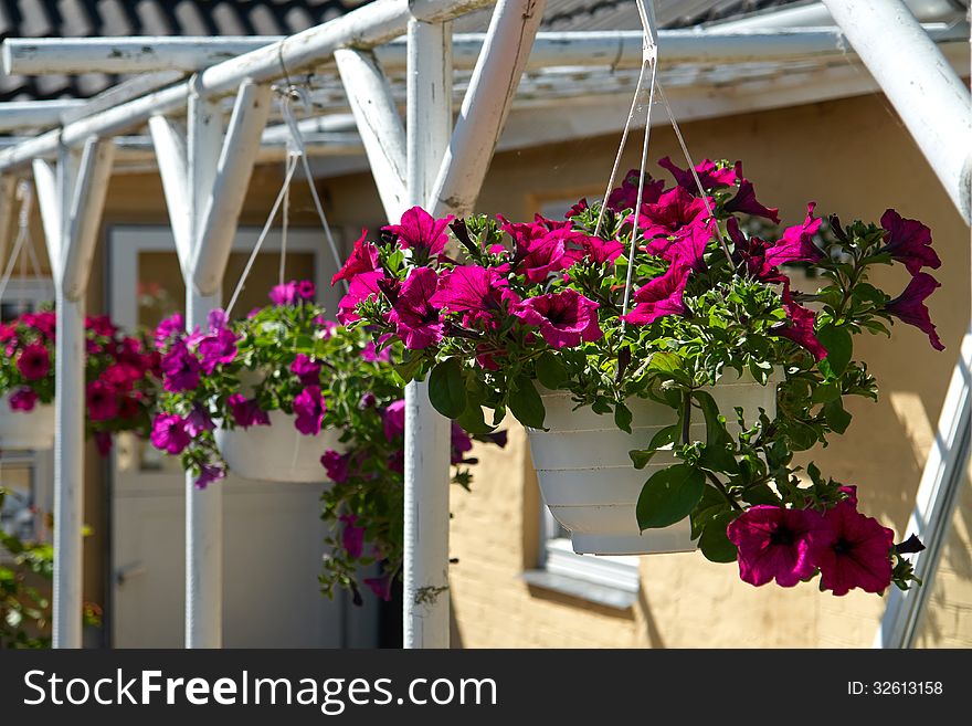 Beautiful hanging flowerpot basket with red flowers in a garden