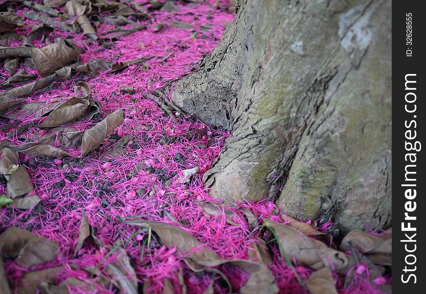Tree trunk and petals of flowers. close-up in garden park or forest of spring flowers. Tree trunk and petals of flowers. close-up in garden park or forest of spring flowers