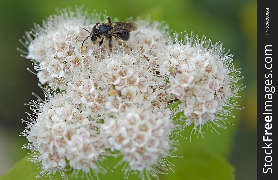 Bee On Wild Flowers