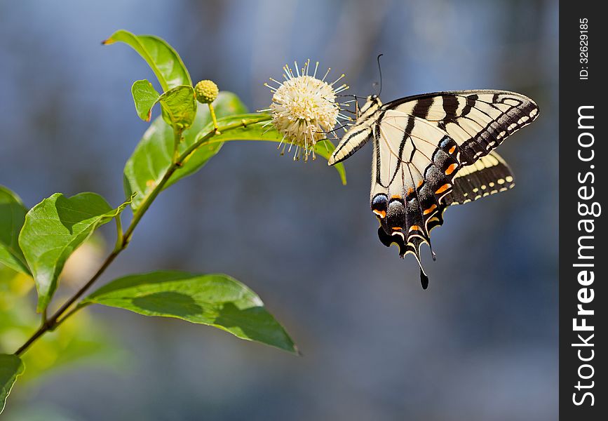 Eastern Tiger Swallowtail butterfly (Papilio glaucus) on Buttonbush