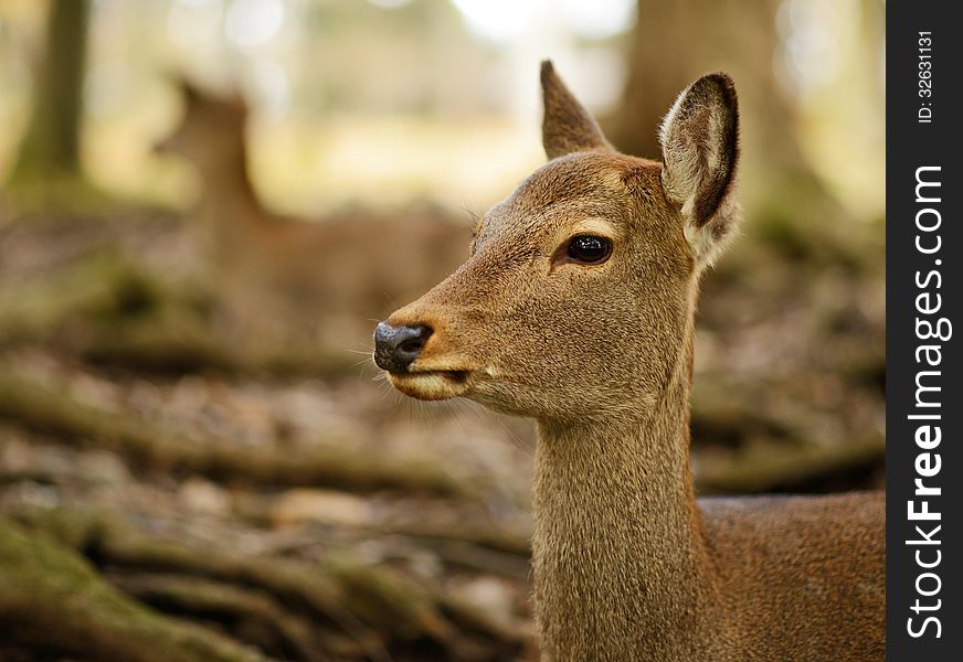Nara deer roam free in Nara Park, Japan.