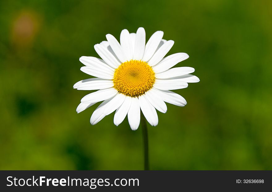 Close up photo of single camomile on blured green background. Close up photo of single camomile on blured green background