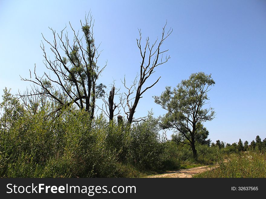 Withered Tree To The Trail