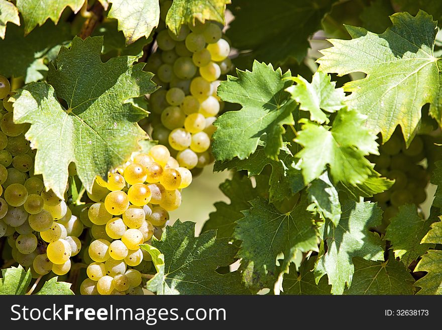 White grapes in sunlight with vineyard background
