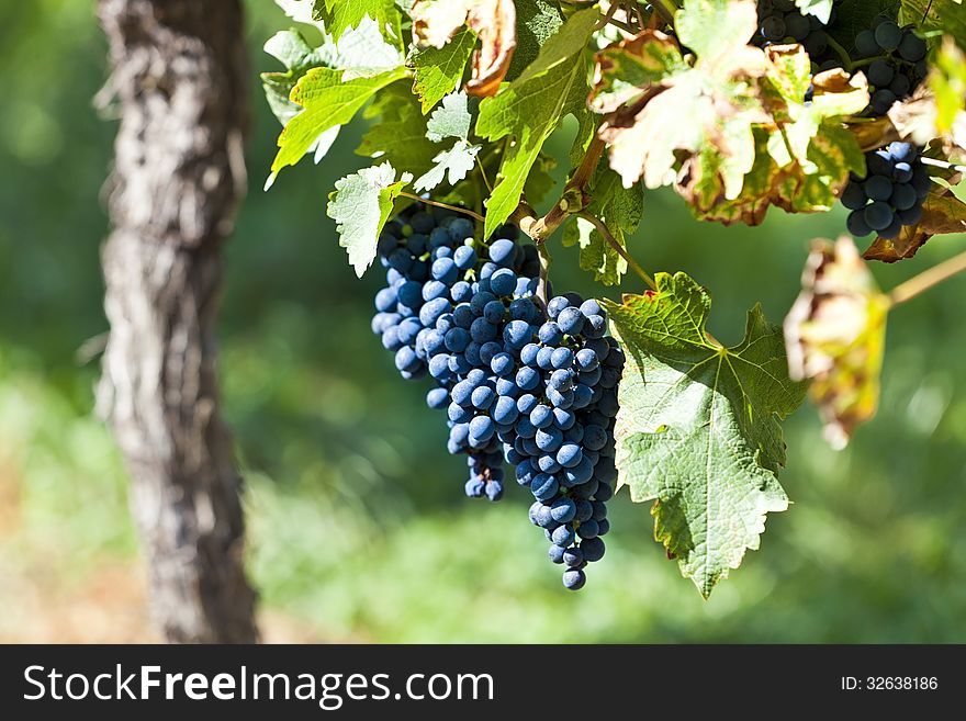 Red grapes in sunlight with vineyard background