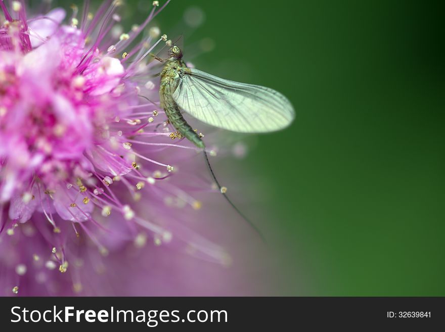 Mayfly (Ephemeroptera), the detachment winged insects. Mayfly (Ephemeroptera), the detachment winged insects.