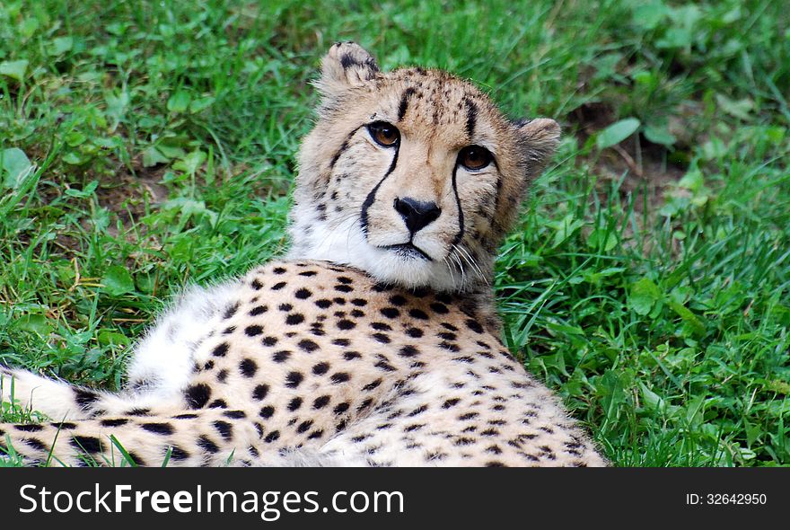 A cheetah relaxing on grass in a zoo. A cheetah relaxing on grass in a zoo