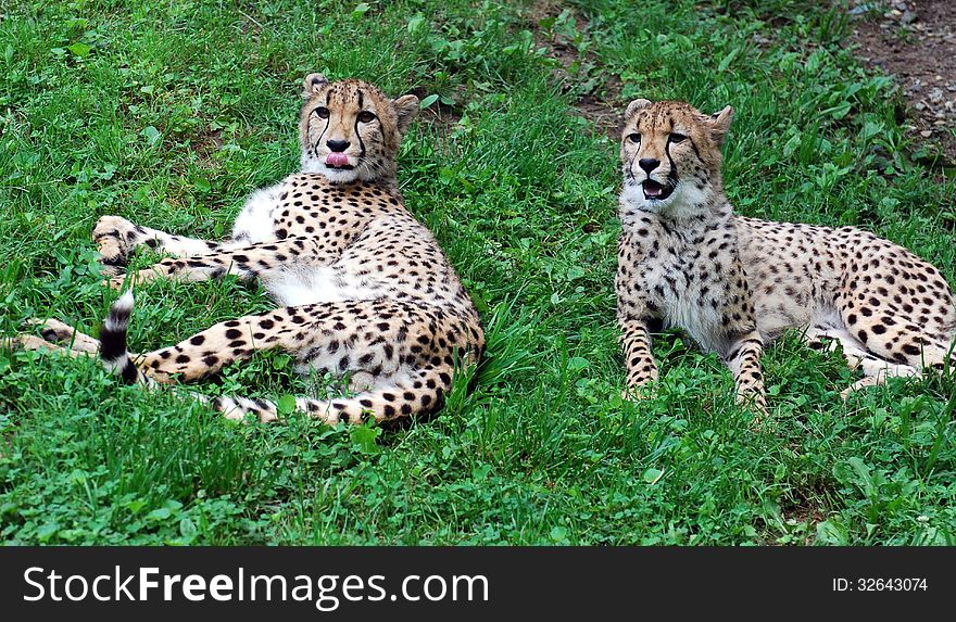 Two playful cheetah frolicking on grass in a zoo. Two playful cheetah frolicking on grass in a zoo