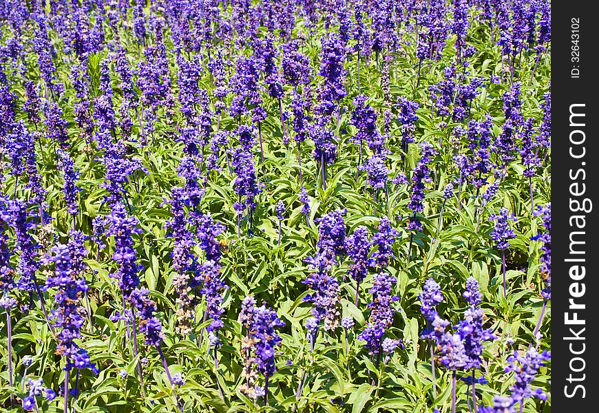 Lavender Flower Summer or Spring Meadow
