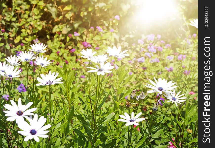 Summer Daisy Field Over Bright Sun