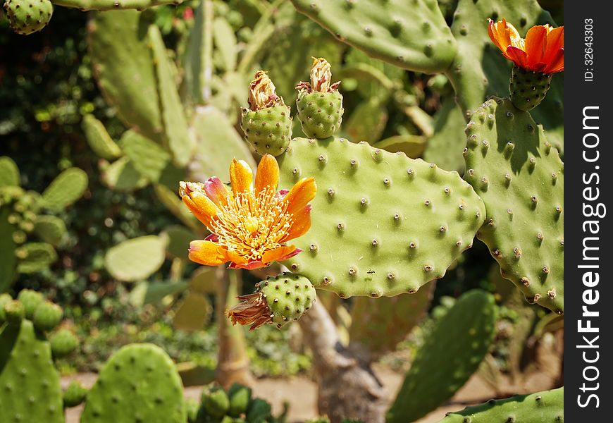 Cactus Blossom