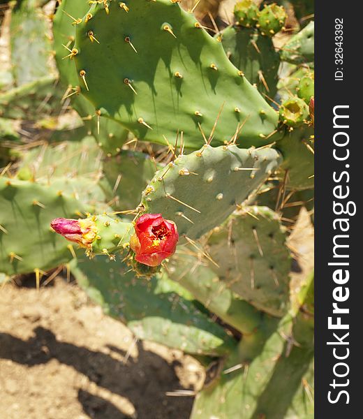 Photo of Green Growing Cactus Plant With Red Flower
