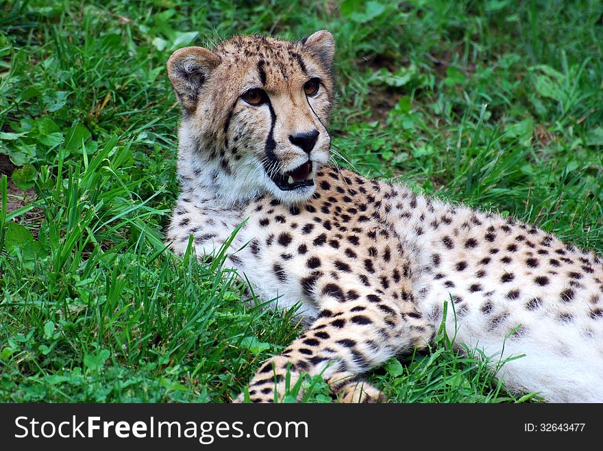 A cheetah relaxing on grass in a zoo. A cheetah relaxing on grass in a zoo