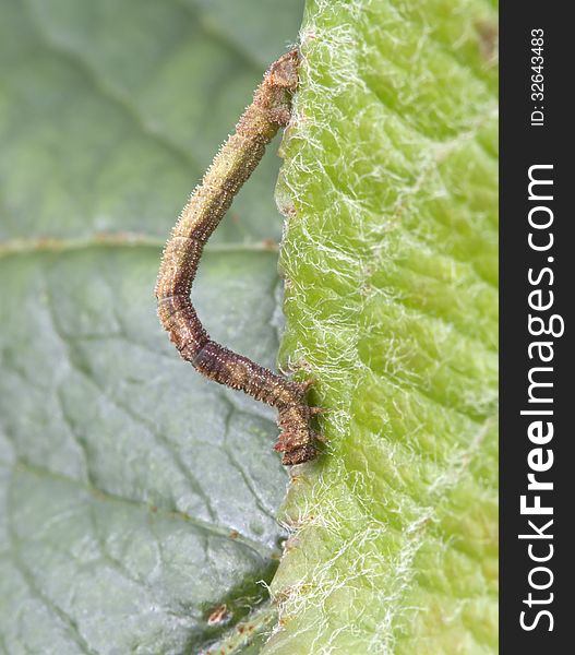 Caterpillars of geometrid moths small just 1.5 cm. Adult caterpillars strongly eat around leaves of Apple, pear. Caterpillars of geometrid moths small just 1.5 cm. Adult caterpillars strongly eat around leaves of Apple, pear.