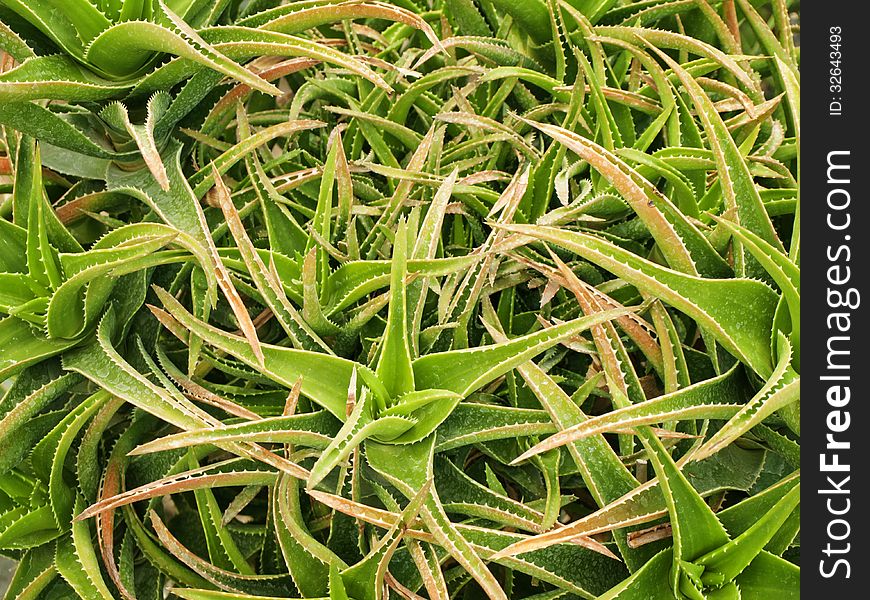 Photo of Green Aloe Background