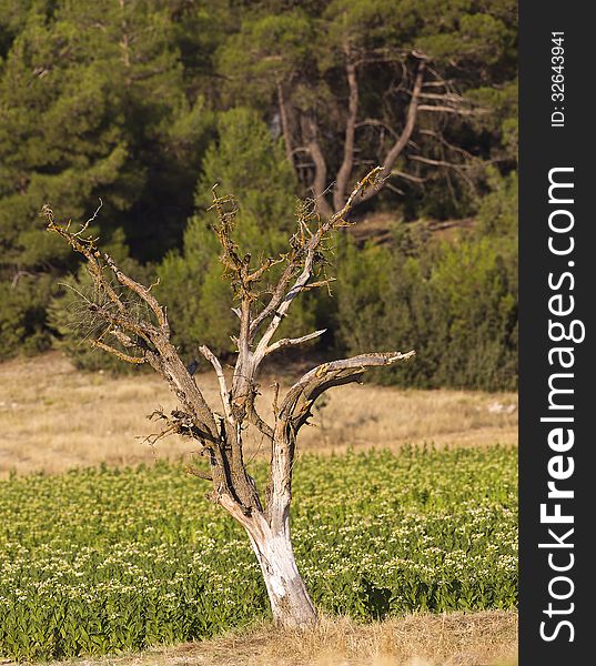 The Dead Tree On A Tobacco Field