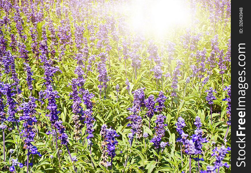 Lavender Flowers Field in Sunny Day