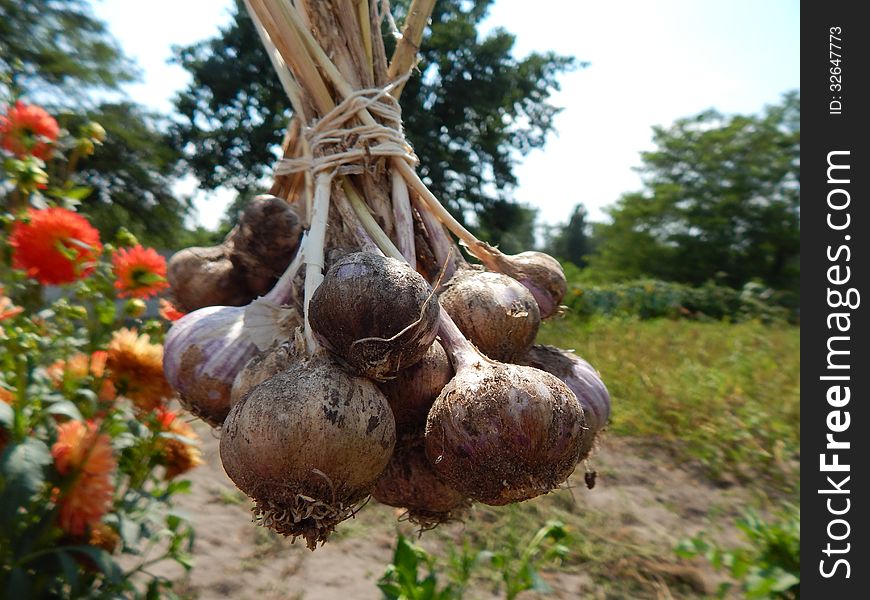 Dried garlic in the garden, summer, nature