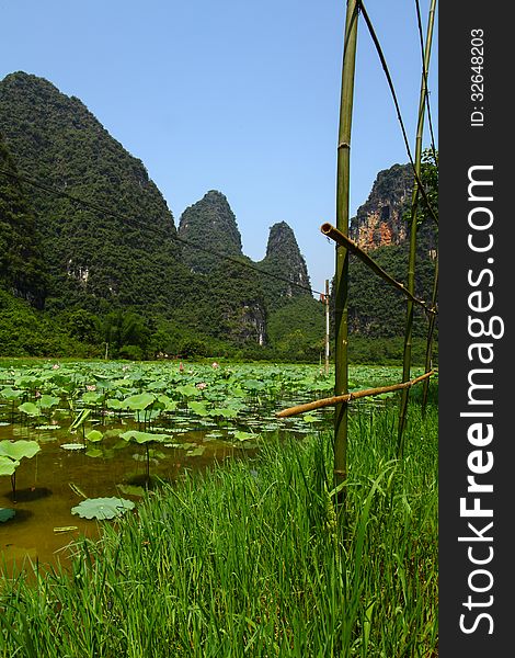 China Lotus farm pond Yangshuo