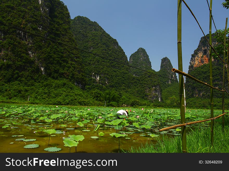 Chinese lotus farm by karst peaks