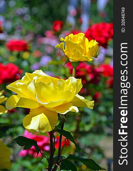 Beautiful yellow roses blooming in colorful summer garden