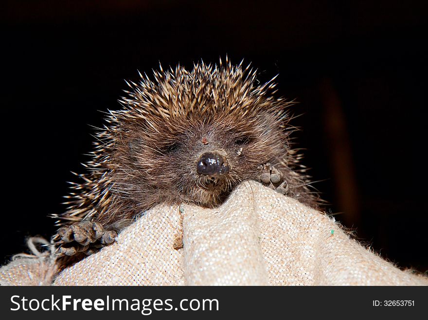 Hedgehog at night lying on sackcloth