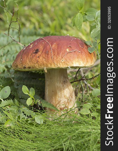 The most beautiful, the most delicious and most desired for a mushroom picker. The most beautiful, the most delicious and most desired for a mushroom picker.