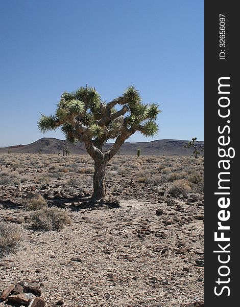 Joshua tree, near Death valley