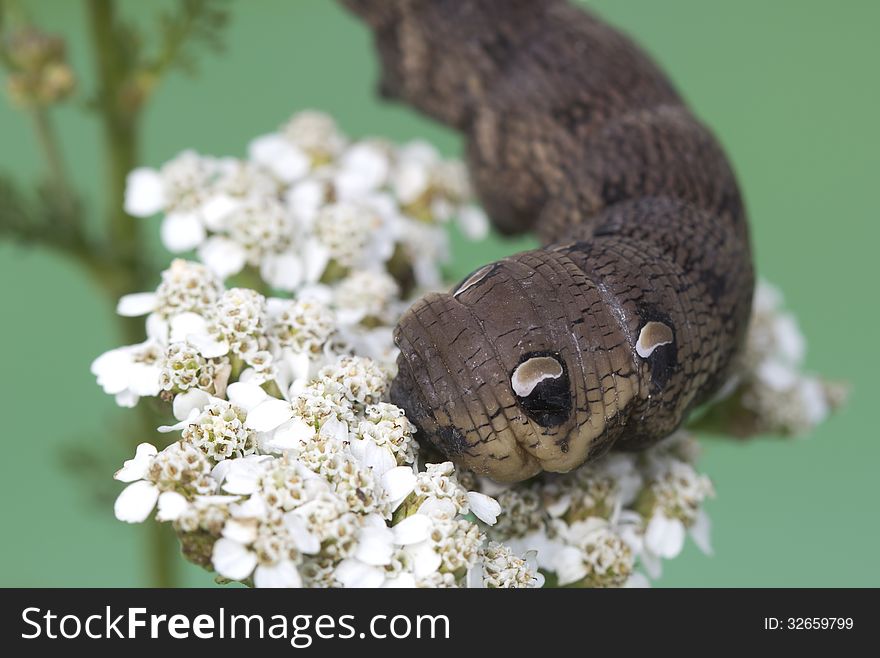 An Elephant Hawk-moth Caterpillar - Deilephila Elpenor.