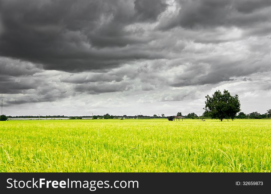 The rice field with storm cloud sky background