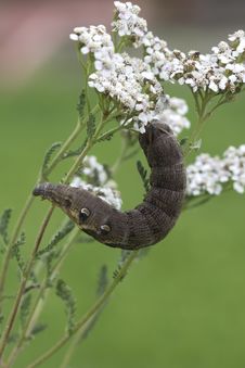 An Elephant Hawk-moth Caterpillar = Deilephila Elpenor. Royalty Free Stock Photography