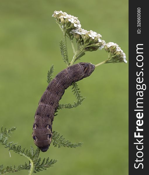 An Elephant Hawk-moth Caterpillar - Deilephila Elpenor.