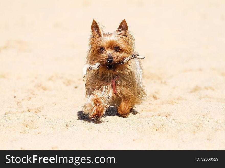 Hardworking Yorkshire Terrier bring back the staff