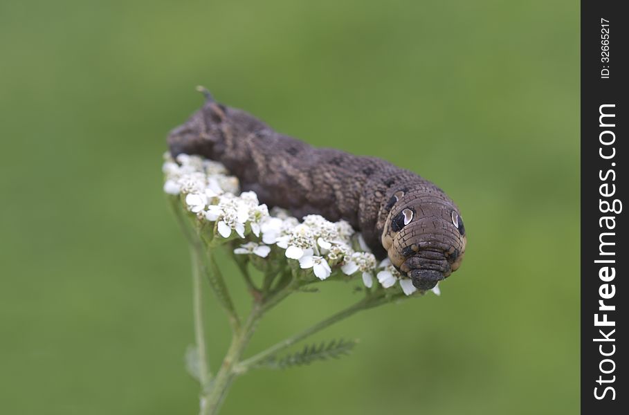An Elephant Hawk-moth Caterpillar = Deilephila Elpenor.
