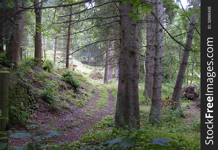 Scottish Woodland