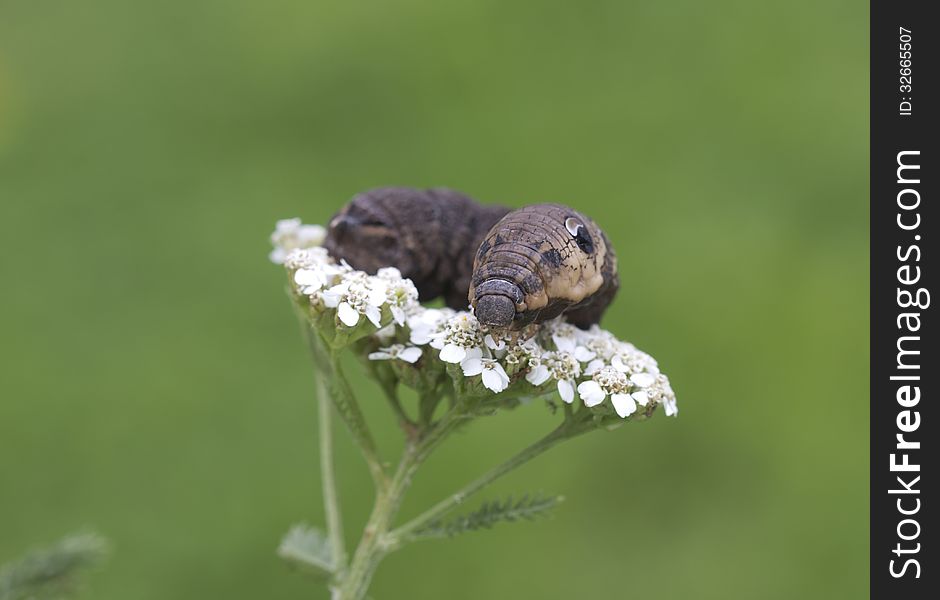 An Elephant Hawk-moth Caterpillar = Deilephila Elpenor.