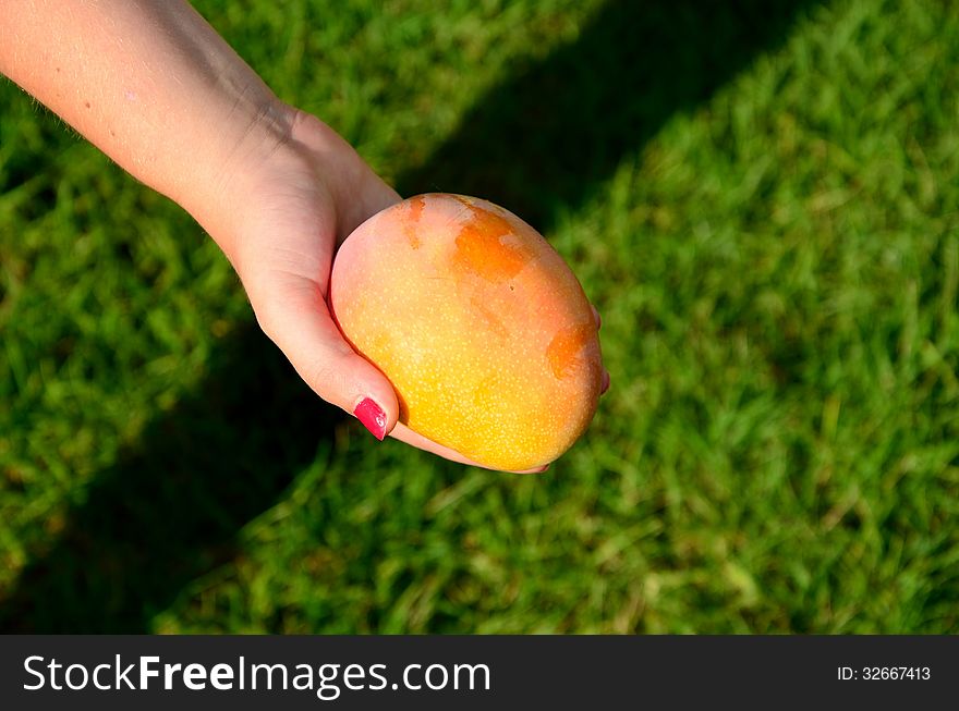 Ripe mango in a girl hand - green grass background. Ripe mango in a girl hand - green grass background
