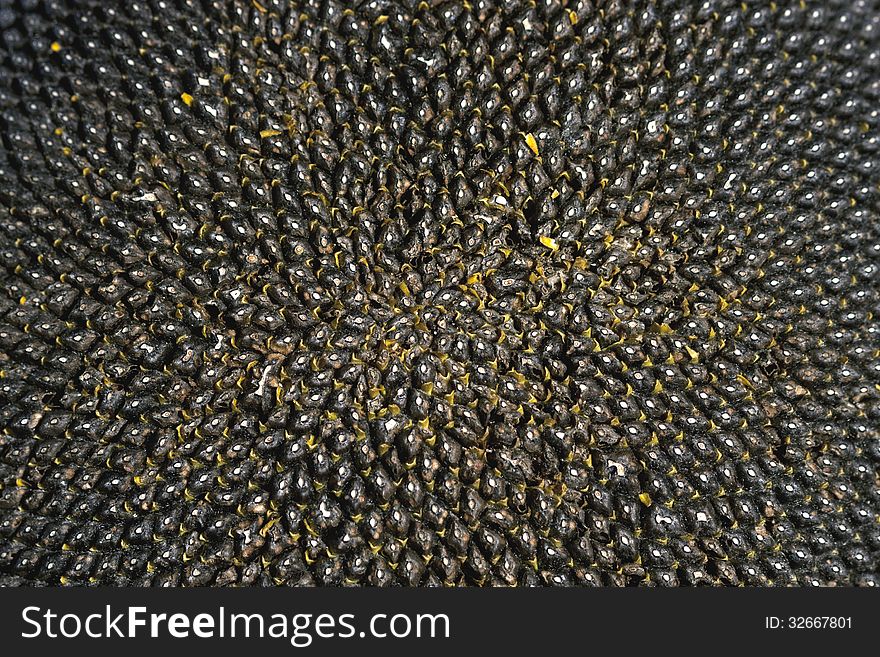 Background texture of sunflower seeds close-up