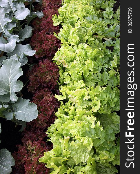 Vegetable mixture garden bed with salad, lettuce, parsley and kohlrabi. Vegetable mixture garden bed with salad, lettuce, parsley and kohlrabi