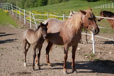 Horse With Foal Royalty Free Stock Photos Horse With Foal Royalty Free Stock Photos