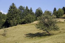 Alpine Pasture Near The Forest Royalty Free Stock Image Alpine Pasture Near The Forest Royalty Free Stock Image