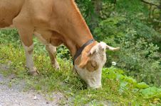 Cow With Bell Eating Grass Royalty Free Stock Photos Cow With Bell Eating Grass Royalty Free Stock Photos