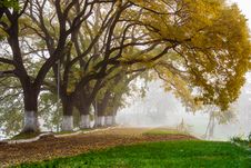 Autumn Trees In The Fog Stock Image Autumn Trees In The Fog Stock Image
