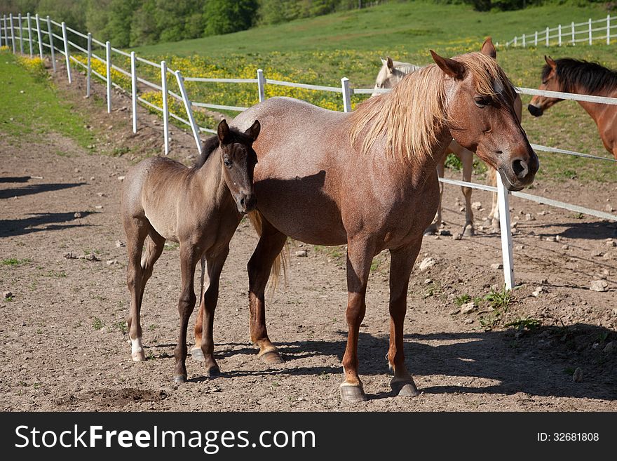 Brown horse with brown foal. Brown horse with brown foal.