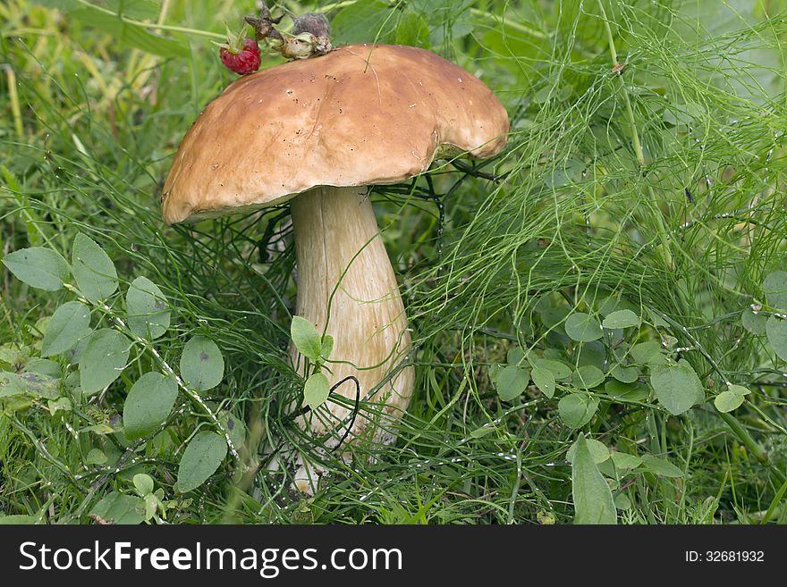 White Mushroom Boletus Edulis.