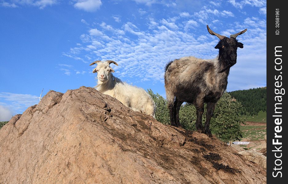 Two goats standing on a rock
