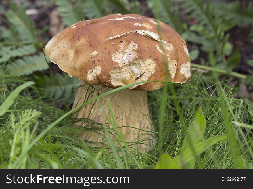 White Mushroom Boletus Edulis.